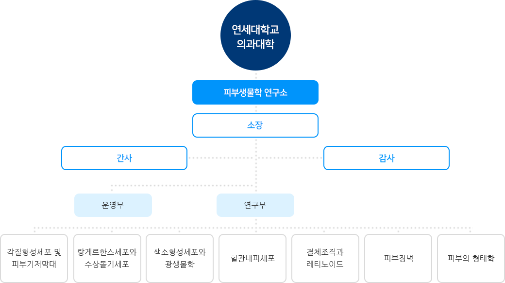 피부생물학 조직도(하단설명 참조)